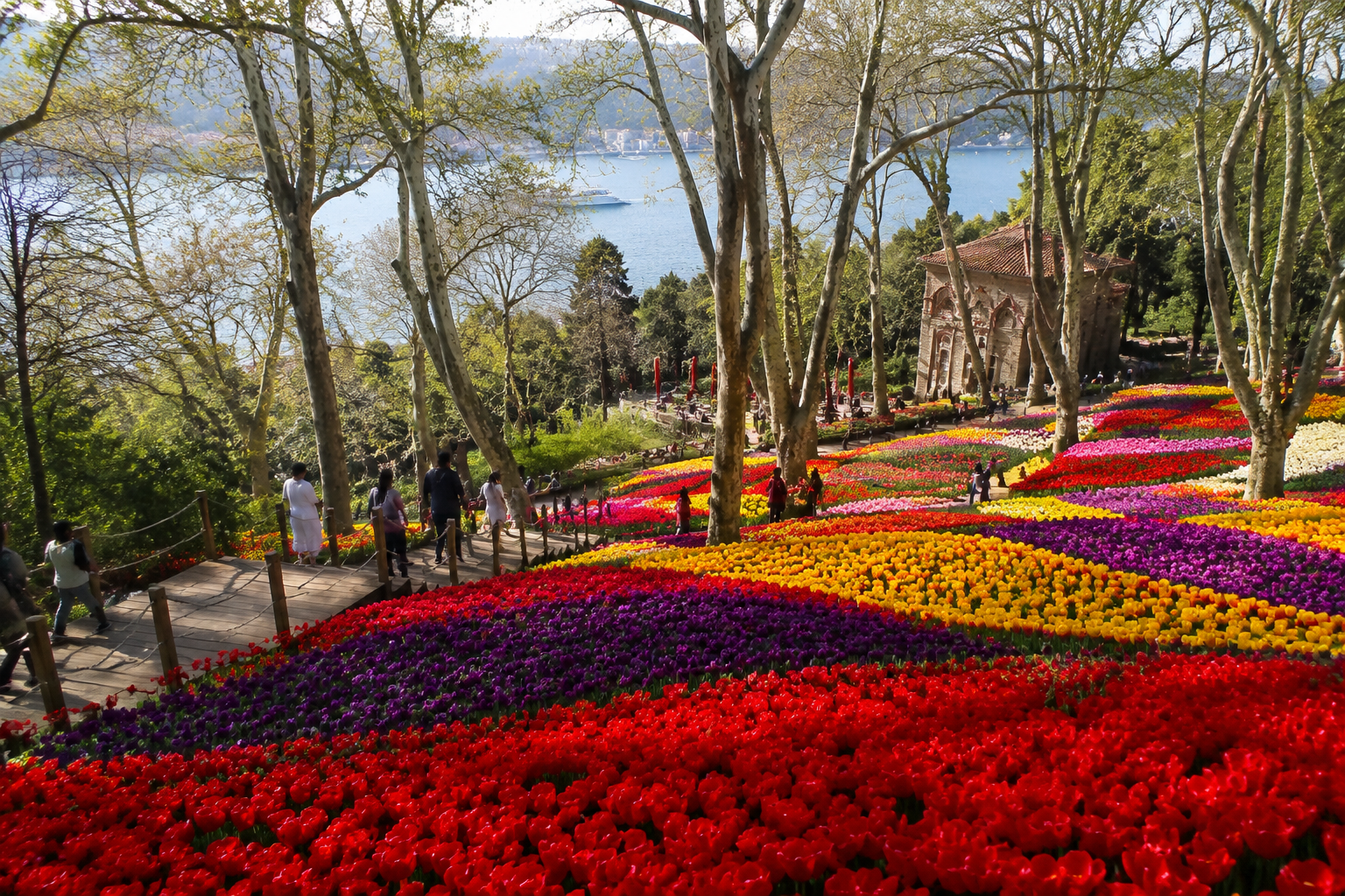 () editorial photograph of Emirgan Park in Istanbul during peak tulip season, thousands of red, purple, and yellow tulips